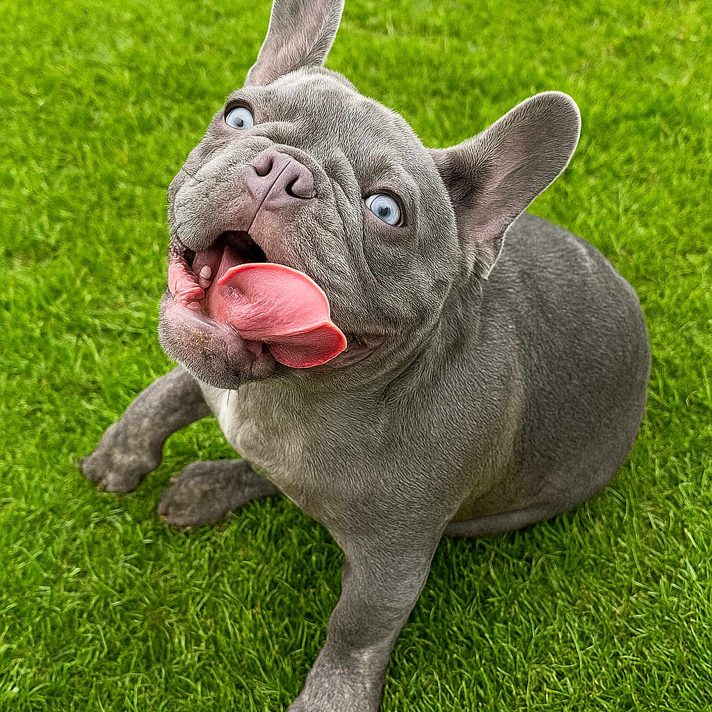 Loki joined the competition — help win amazing prizes! adorable, animal, blue_eyes, close_up, cute, dog, ears, french_bulldog, grass, gray_fur, happy, mammal, nature, outdoor, pet, playful, puppy, sitting, tongue, tongue_out