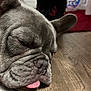 Loki is registered to the contest to win money with this photo: animal, close_up, companion, cute, dog, domestic_animal, ears, face, french_bulldog, fur, indoor, laying_down, mammal, nose, pet, relaxed, resting, sleeping, tongue_out, wooden_floor