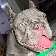 Loki is registered to the contest to win money with this photo: animal, blue_eyes, blurred_background, canine, carpet, chewing, close_up, dog, ears, floor, furniture, household, indoor, pet, pink_tongue, playful, resting_dog, snout, tongue, toy