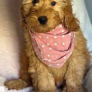 Toby joined the competition — help win amazing prizes! puppy, dog, bandana, pink, polka_dot, fluffy, fur, cute, pet, animal, canine, sitting, blanket, indoors, soft, adorable, young, portrait, looking_at_camera, brown