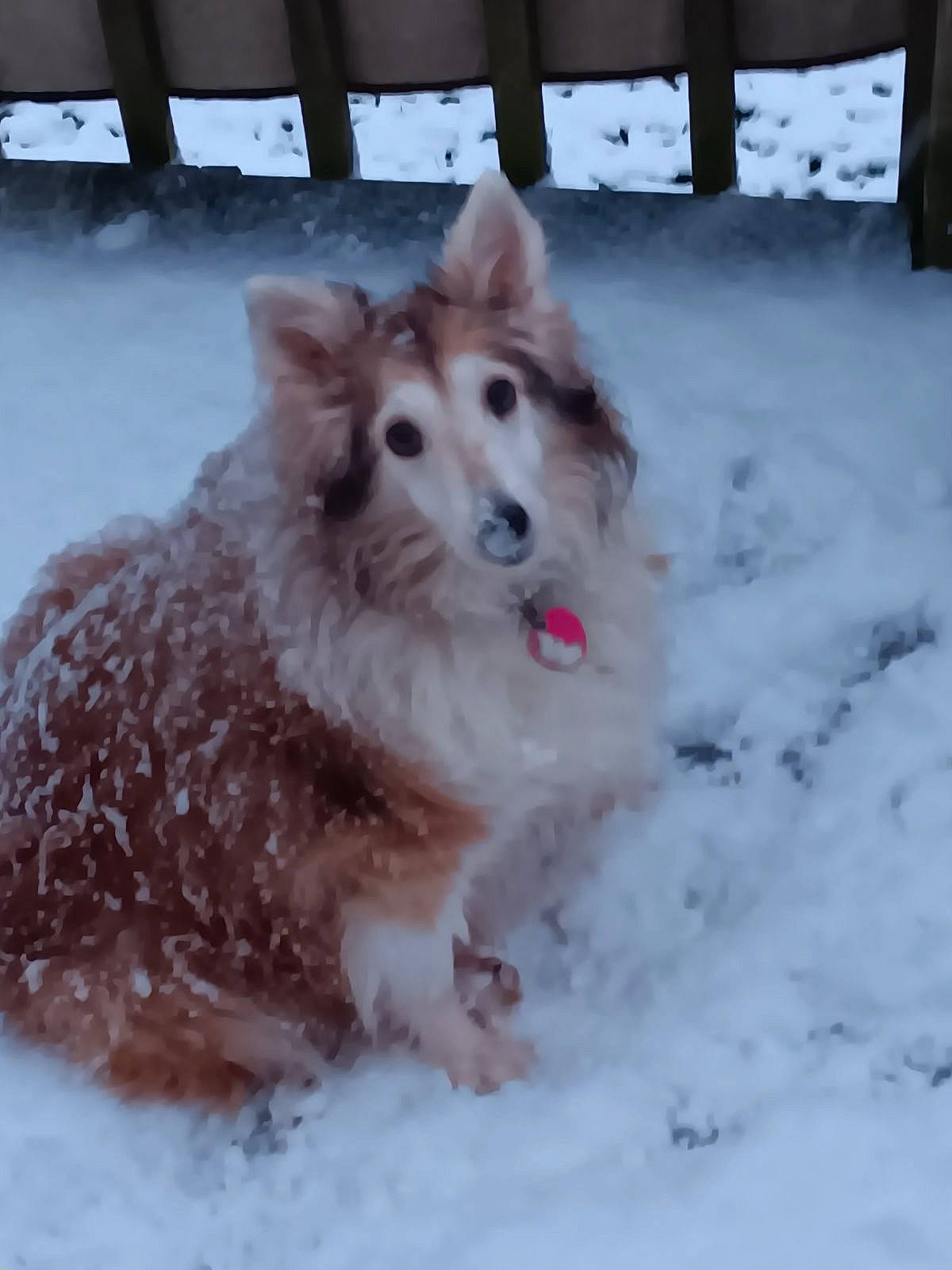 Bella is registered to the contest to win money with this photo: canidae, carnivore, companion_dog, dog, dog_breed, fence, freezing, fur, pet_supply, snow, sporting_group, volpino_italiano, winter, working_animal, working_dog