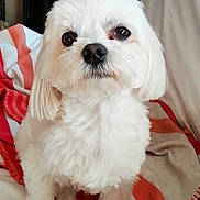 Max a rejoint le concours — aidez-le/la à gagner de superbes lots ! dog, white_dog, small_dog, fluffy, pet, animal, indoor, blanket, orange_stripes, beige_blanket, cute, sitting, looking_up, fur, companion, domestic_animal, cozy, friendly, portrait, paw
