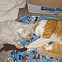 dog, cat, blanket, toy, cardboard_box, floor, pet, sleeping, fur, animal, indoor, cozy, resting, friendship, cute, orange_cat, white_dog, carpet, household, napping
