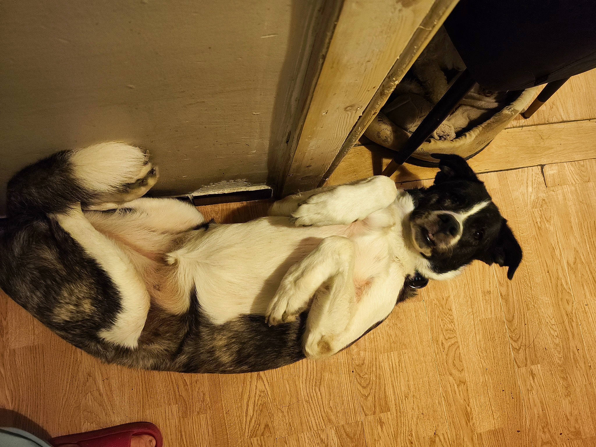 Charli participe au concours pour gagner de l'argent avec cette photo : art, canidae, carnivore, comfort, companion_dog, dog, dog_breed, door, fawn, fur, hardwood, kitchen_utensil, mammal, snout, spoon, sporting_group, tail, tints_and_shades, window, wood