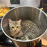Lucas joined the competition — help win amazing prizes! cat, cooking, countertop, curious, food, indoor, kitchen, large_pot, oven, pet, portrait, pot, saucepan, silver_metal, stove, stovetop, striped_fur, tabby_cat, utensils, whisk