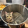 cat, cooking, countertop, curious, food, indoor, kitchen, large_pot, oven, pet, portrait, pot, saucepan, silver_metal, stove, stovetop, striped_fur, tabby_cat, utensils, whisk