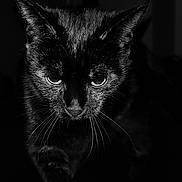 Cookie a rejoint le concours — aidez-le/la à gagner de superbes lots ! black_cat, cat, animal, pet, whiskers, fur, portrait, close_up, dark_background, eyes, mysterious, intense, feline, night, shadow, alone, indoor, animal_portrait, black_fur, whiskers_visible