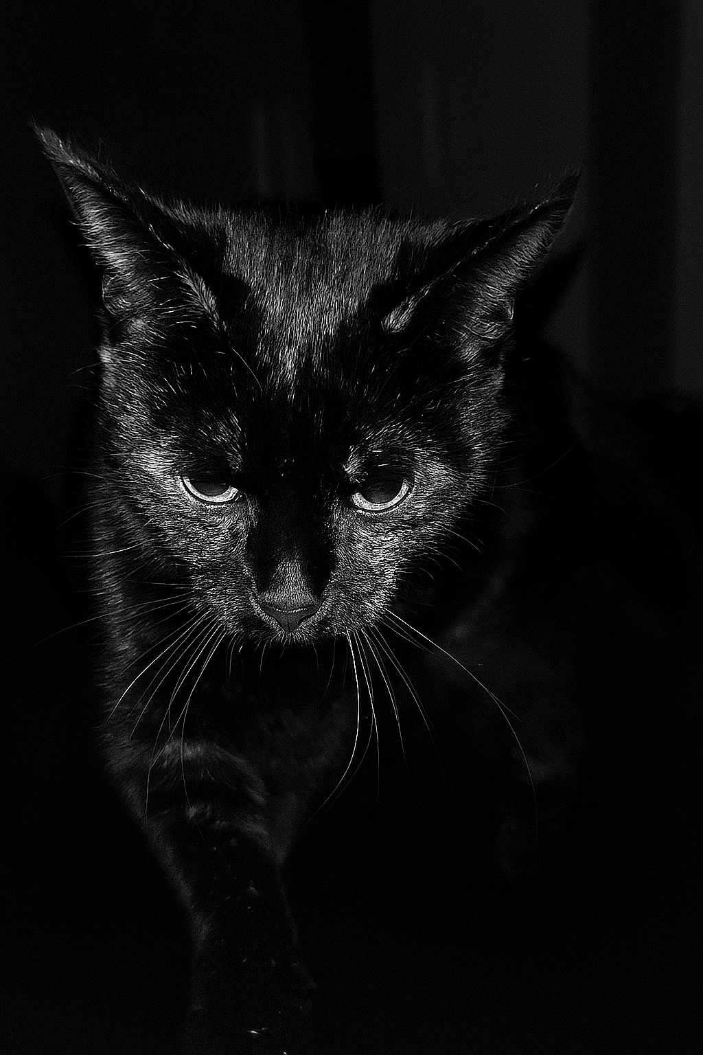 Cookie a rejoint le concours — aidez-le/la à gagner de superbes lots ! black_cat, cat, animal, pet, whiskers, fur, portrait, close_up, dark_background, eyes, mysterious, intense, feline, night, shadow, alone, indoor, animal_portrait, black_fur, whiskers_visible