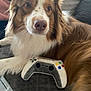 Bud a rejoint le concours — aidez-le/la à gagner de superbes lots ! dog, brown, white, fluffy, pet, plush_toy, video_game_controller, pupstation, indoor, couch, blanket, relaxed, paw, fur, closeup, companion, cute, animal, resting, home