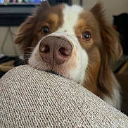 Bud participe au concours pour gagner de l'argent avec cette photo : dog, close_up, nose, knitted_fabric, indoor, blurred_background, brown_and_white, pet, curious, face, fur, ears, television, living_room, soft_light, texture, animal, domestic_animal, focus_on_nose, canine