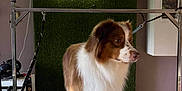 Bud a rejoint le concours — aidez-le/la à gagner de superbes lots ! dog, brown, white, fluffy, grooming_table, leash, indoor, pet, animal, fur, calm, standing, equipment, wall, floor, light, cabinet, room, curious, restraint