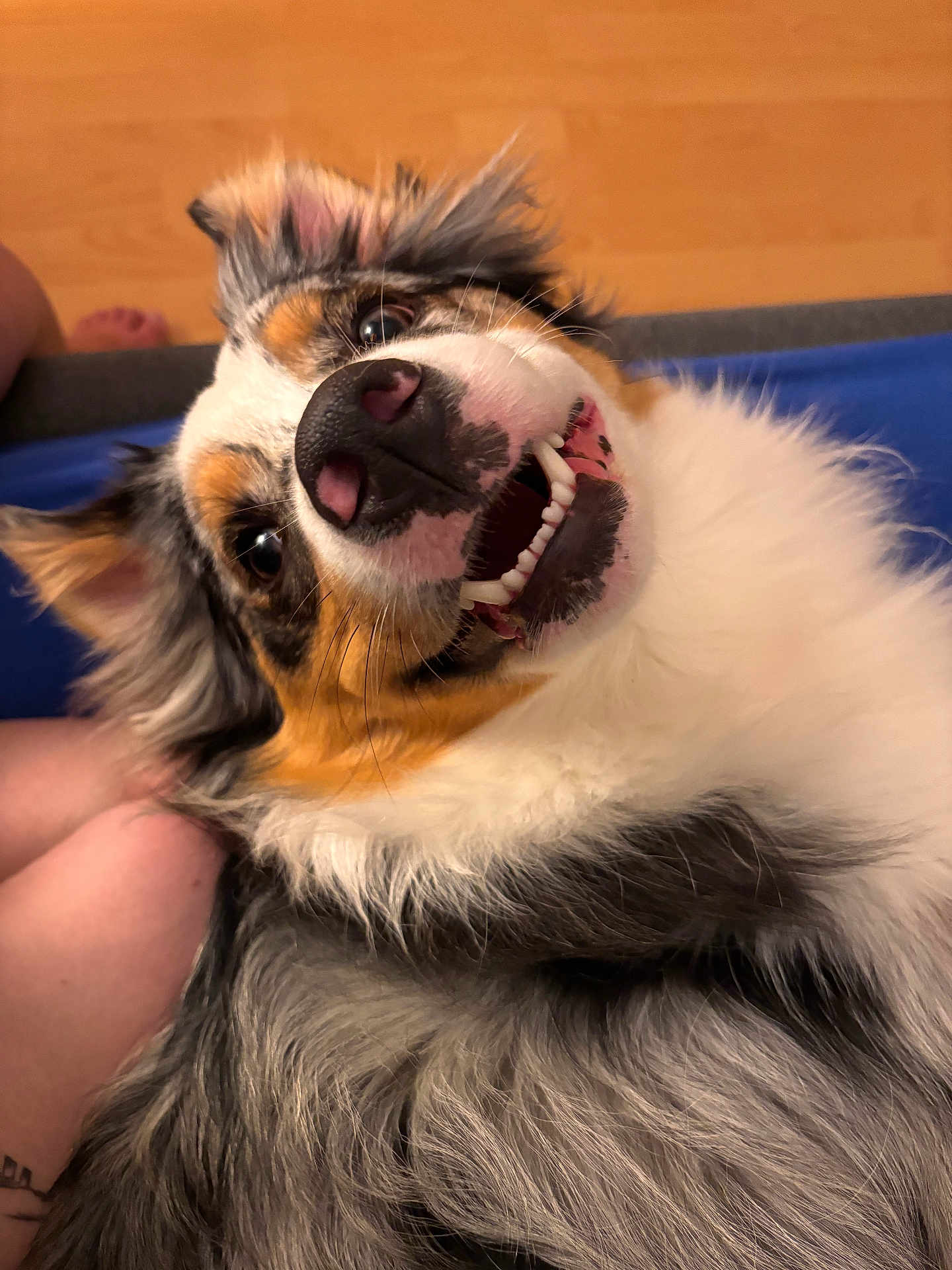 Snow a rejoint le concours — aidez-le/la à gagner de superbes lots ! dog, smiling, lying_down, fur, happy, pet, domestic_animal, close_up, indoor, animal_face, canine, tongue, teeth, ears, multicolor, black, white, brown, blue, floor