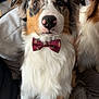 Snow a rejoint le concours — aidez-le/la à gagner de superbes lots ! dog, bow_tie, pet, australian_shepherd, indoor, couch, fur, cute, brown, white, black, ears, face, sitting, animal, domestic_animal, portrait, looking, furry, friendly