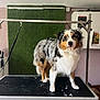 dog, australian_shepherd, grooming_table, fur, indoor, pet, animal, white, black, brown, tricolor, standing, leash, fur_shedding, floor, wall, poster, cabinet, green_background, pet_care