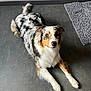 Snow a rejoint le concours — aidez-le/la à gagner de superbes lots ! dog, australian_shepherd, merle_coat, indoor, floor, gray_floor, rug, pet, animal, canine, fur, ears, eyes, nose, laying_down, looking_at_camera, modern_interior, cabinet, calm, attentive