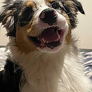 Snow participe au concours pour gagner de l'argent avec cette photo : dog, smiling, happy, indoor, pet, fur, fluffy, closeup, animal, canine, black, white, brown, ears, teeth, nose, tongue, face, head, expression