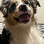 dog, smiling, happy, indoor, pet, fur, fluffy, closeup, animal, canine, black, white, brown, ears, teeth, nose, tongue, face, head, expression
