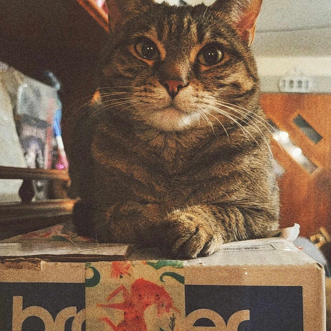 Luna is registered to the contest to win money with this photo: animal, box, cardboard, carton, cat, closet, cupboard, face, furniture, head, horse, indoors, manx, person, pet, photography, plant, portrait, pottedplant, shelf