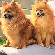 Chloe And Phoebe is registered to the contest to win money with this photo: dog, pomeranian, two_dogs, fluffy, fur, pet, canine, sitting, small_dog, brown, closeup, portrait, companion, happy, tongue, outdoor, cushion, bench, fence, cute