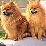 dog, pomeranian, two_dogs, fluffy, fur, pet, canine, sitting, small_dog, brown, closeup, portrait, companion, happy, tongue, outdoor, cushion, bench, fence, cute