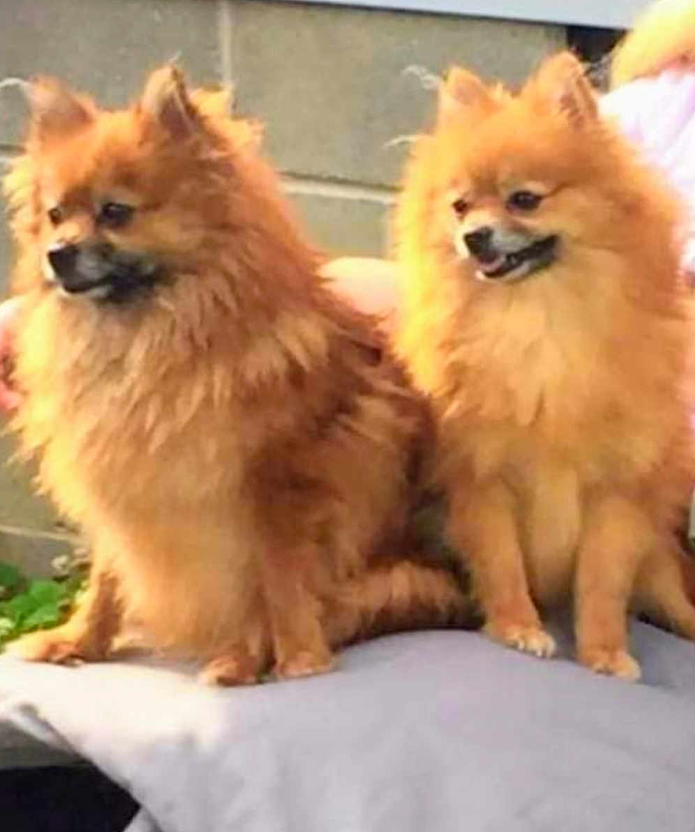 Chloe And Phoebe is registered to the contest to win money with this photo: dog, pomeranian, two_dogs, fluffy, fur, pet, canine, sitting, small_dog, brown, closeup, portrait, companion, happy, tongue, outdoor, cushion, bench, fence, cute