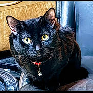 Ozzy is registered to the contest to win money with this photo: bell, black_cat, cat, close_up, collar, curious, domestic_cat, ears, feline, fur, furniture, gaze, indoor, leather_chair, pet, portrait, shiny, sitting, whiskers, yellow_eyes