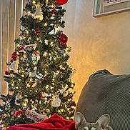 Nova joined the competition — help win amazing prizes! animal, christmas_tree, couch, cozy, cute, decor, dog, festive, french_bulldog, holiday, holiday_decorations, indoor, lights, living_room, ornaments, pet, plush, red_blanket, relaxing, wall_art
