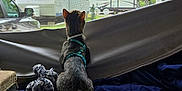 Reginald joined the competition — help win amazing prizes! animal, bed, blanket, campground, cat, cozy, curious, daylight, fabric, feline, harness, home, indoor, looking_out, pet, plush_toy, resting, rv, trees, window_screen