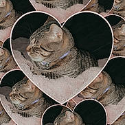 Reginald joined the competition — help win amazing prizes! cat, tabby_cat, collar, pet, sleeping, resting, blanket, pink_blanket, heart_shape, repetition, pattern, indoor, cozy, feline, cute, animal, closeup, soft_texture, multiple_images, collage