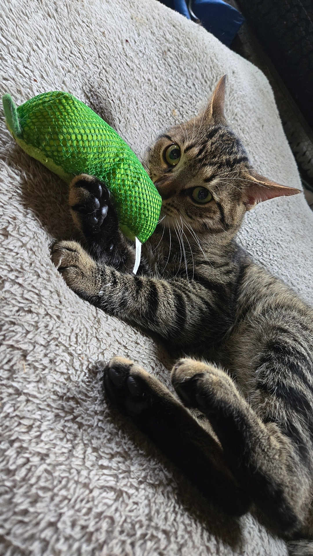 Reginald is registered to the contest to win money with this photo: animal, blanket, cat, claw, closeup, curious, cute, domestic, fur, green, indoor, mammal, paws, pet, playful, relaxing, resting, tabby, toy, whiskers