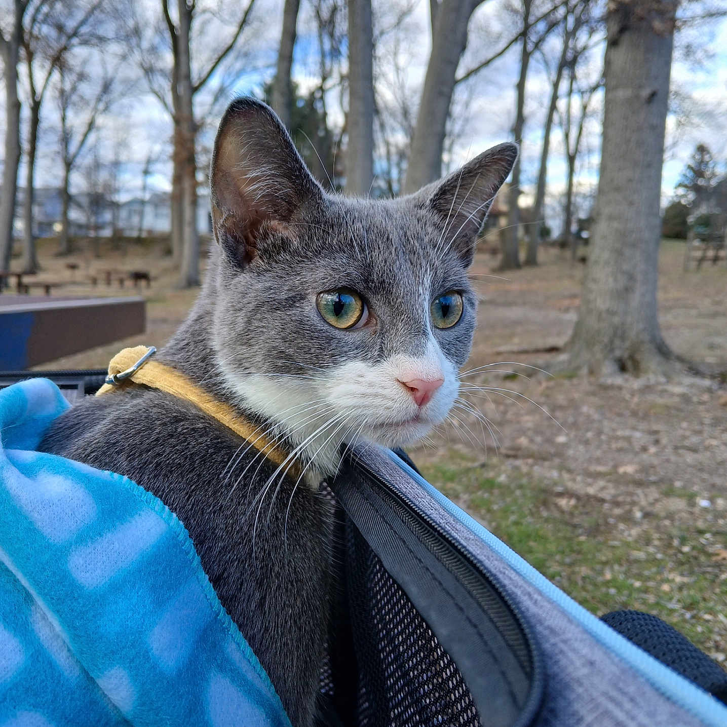 Whiskey is registered to the contest to win money with this photo: abyssinian, accessories, animal, bag, blanket, cat, furniture, grass, hammock, kitten, land, nature, outdoors, person, pet, plant, strap, tree, vegetation, woodland