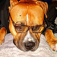 Mahallo joined the competition — help win amazing prizes! animal, black_outfit, blanket, brown_dog, canine, closeup, cute, dog, domestic_animal, ears, fur, glasses, indoor, laying_down, paws, pet, portrait, relaxed, resting, snout