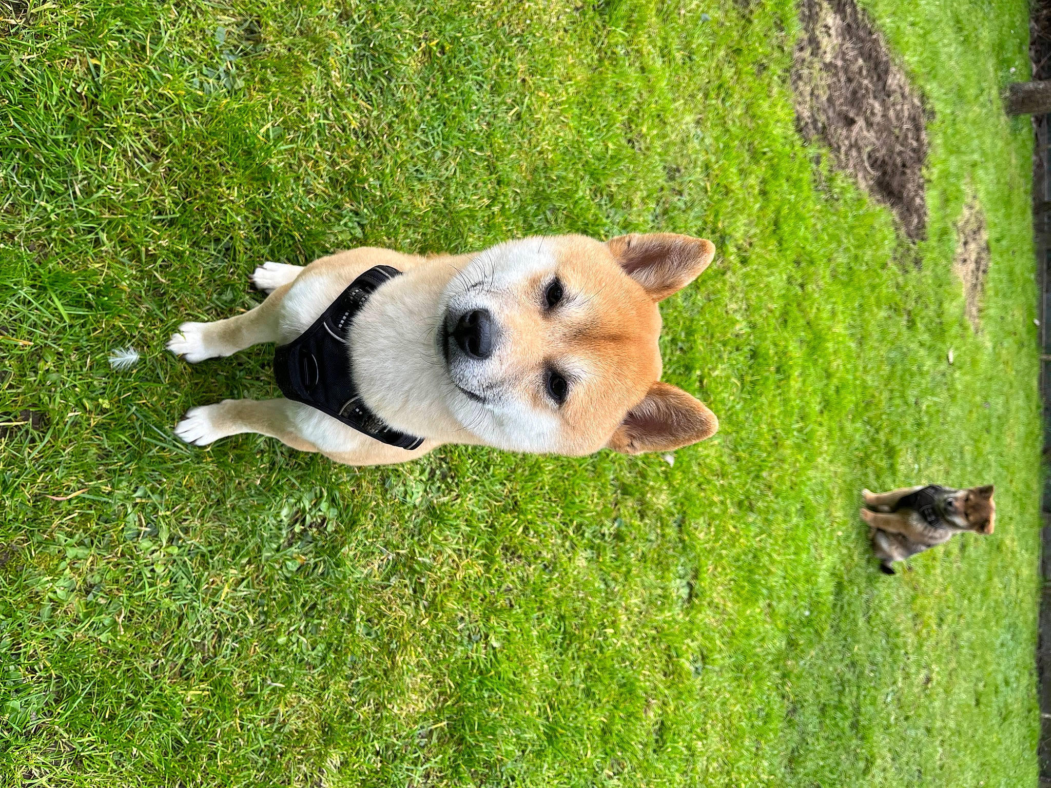 Saïko participe au concours pour gagner de l'argent avec cette photo : canidae, carnivore, companion_dog, dog, dog_breed, fawn, grass, grassland, groundcover, lawn, natural_landscape, pasture, plant, rock, snout, sporting_group, tail, terrestrial_animal, wildlife, working_animal