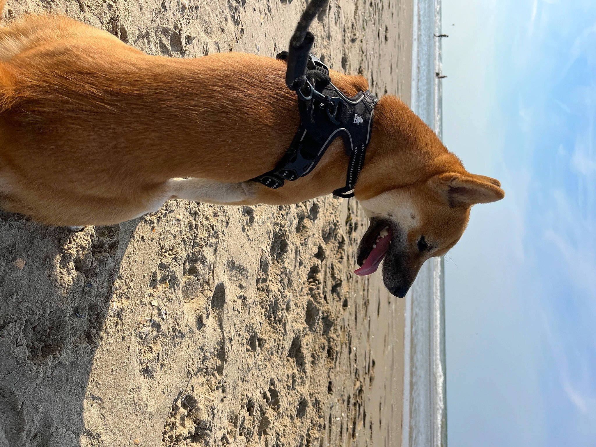 Saïko participe au concours pour gagner de l'argent avec cette photo : canidae, carnivore, cloud, collar, dog, dog_breed, dog_collar, elbow, fawn, human_leg, landscape, leash, pet_supply, sky, snout, sporting_group, tail, terrestrial_animal, wood, working_animal