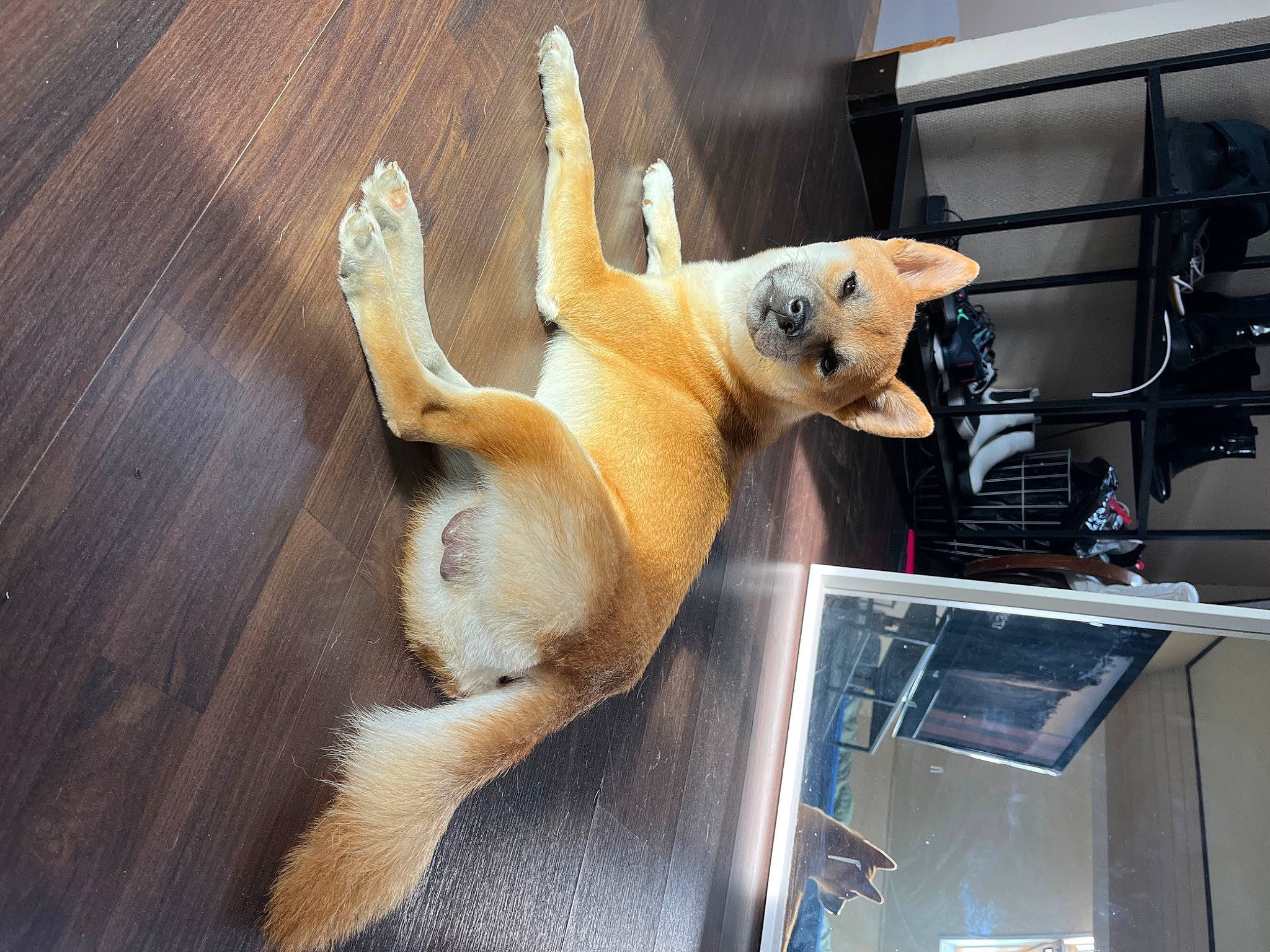 Saïko a rejoint le concours — aidez-le/la à gagner de superbes lots ! ball, canidae, carnivore, collar, companion_dog, dog, dog_breed, fawn, hardwood, machine, non_sporting_group, paw, pet_supply, plank, snout, sporting_group, tail, varnish, whiskers, wood