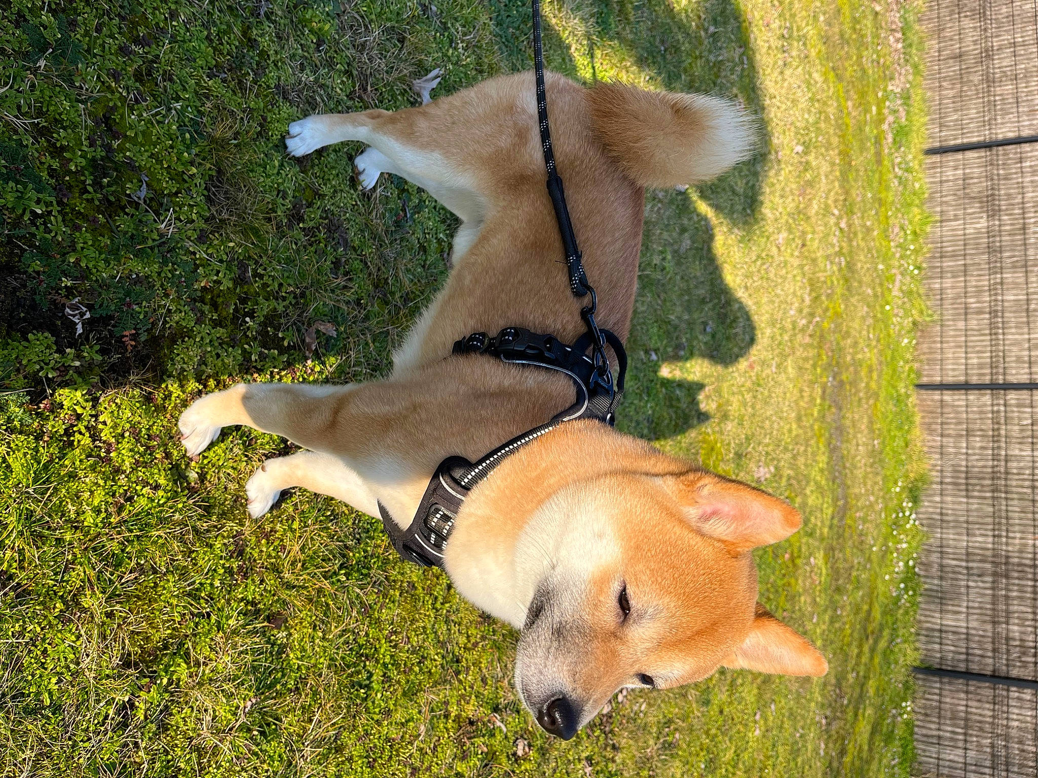 Saïko a rejoint le concours — aidez-le/la à gagner de superbes lots ! canidae, carnivore, collar, comfort, companion_dog, dog, dog_breed, dog_collar, dog_supply, fawn, grass, hound, paw, snout, sporting_group, tail, terrestrial_animal, wildlife, wood, working_animal