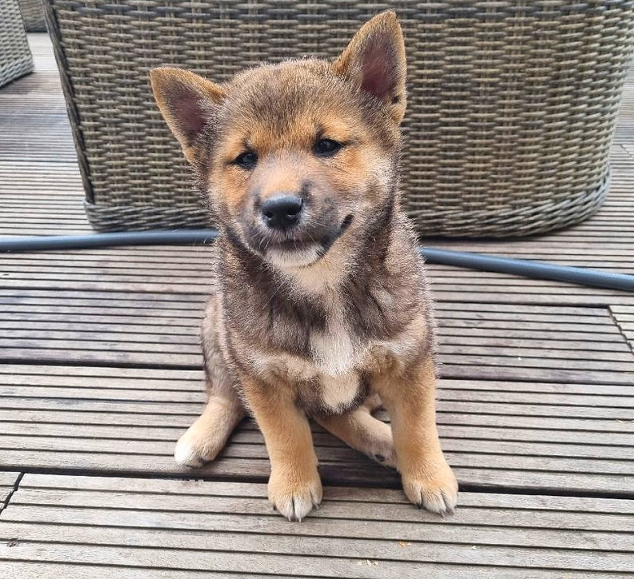 Goku participe au concours pour gagner de l'argent avec cette photo : ancient_dog_breeds, canidae, canis, carnivore, companion_dog, dog, dog_breed, fawn, fur, snout, tail, terrestrial_animal, whiskers, wildlife, wolf, wood
