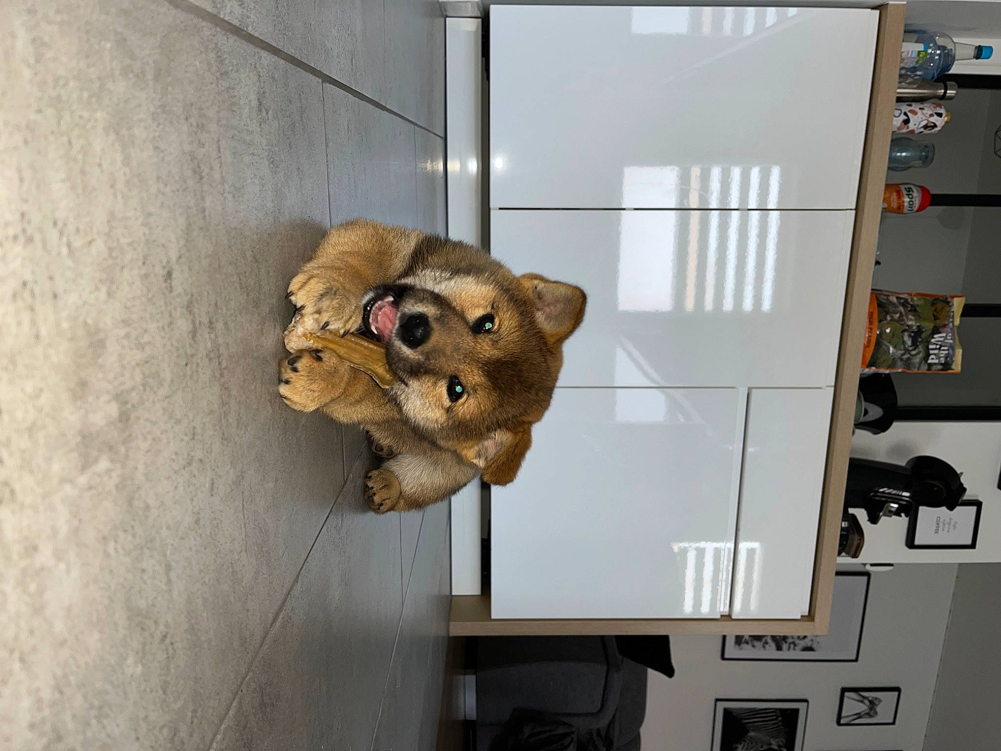 Goku participe au concours pour gagner de l'argent avec cette photo : art, bear, big_cats, felidae, fur, machine, plant, plush, room, small_to_medium_sized_cats, snout, stuffed_toy, teddy_bear, terrestrial_animal, toy, tree, whiskers, wood, working_animal