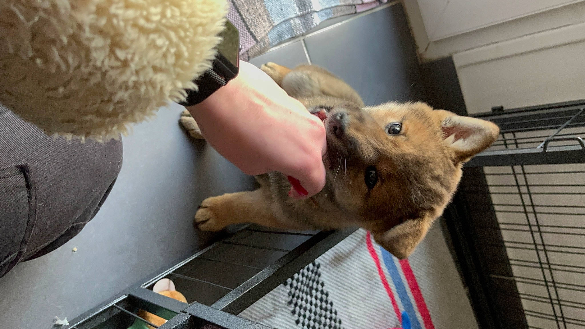 Goku participe au concours pour gagner de l'argent avec cette photo : ball, carnivore, claw, companion_dog, domestic_short_haired_cat, fawn, felidae, flooring, fur, machine, marsupial, small_to_medium_sized_cats, terrestrial_animal, veterinarian, whiskers, working_animal