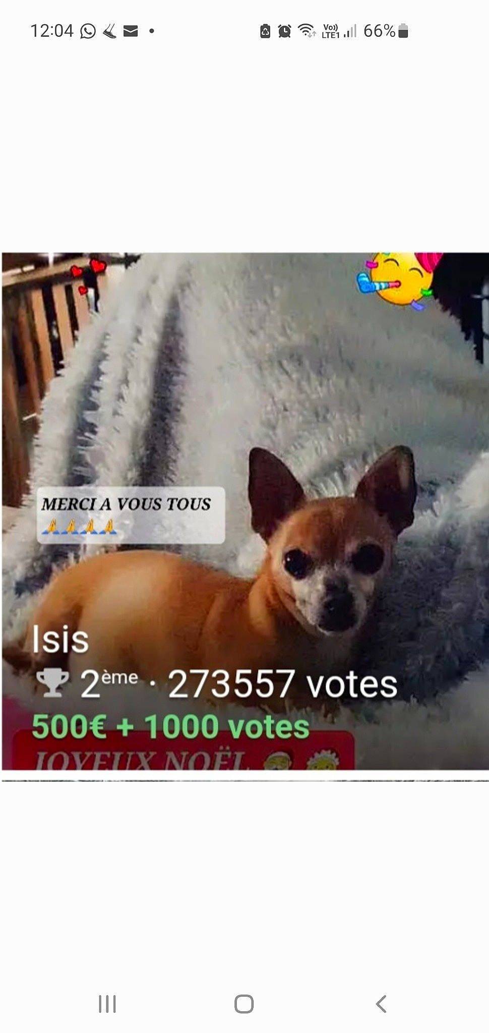 Isis participe au concours pour gagner de l'argent avec cette photo : canidae, carnivore, chihuahua, collar, companion_dog, dog, dog_breed, dog_supply, fawn, font, happy, organism, paw, photo_caption, rectangle, sporting_group, square, toy_dog, whiskers, working_animal