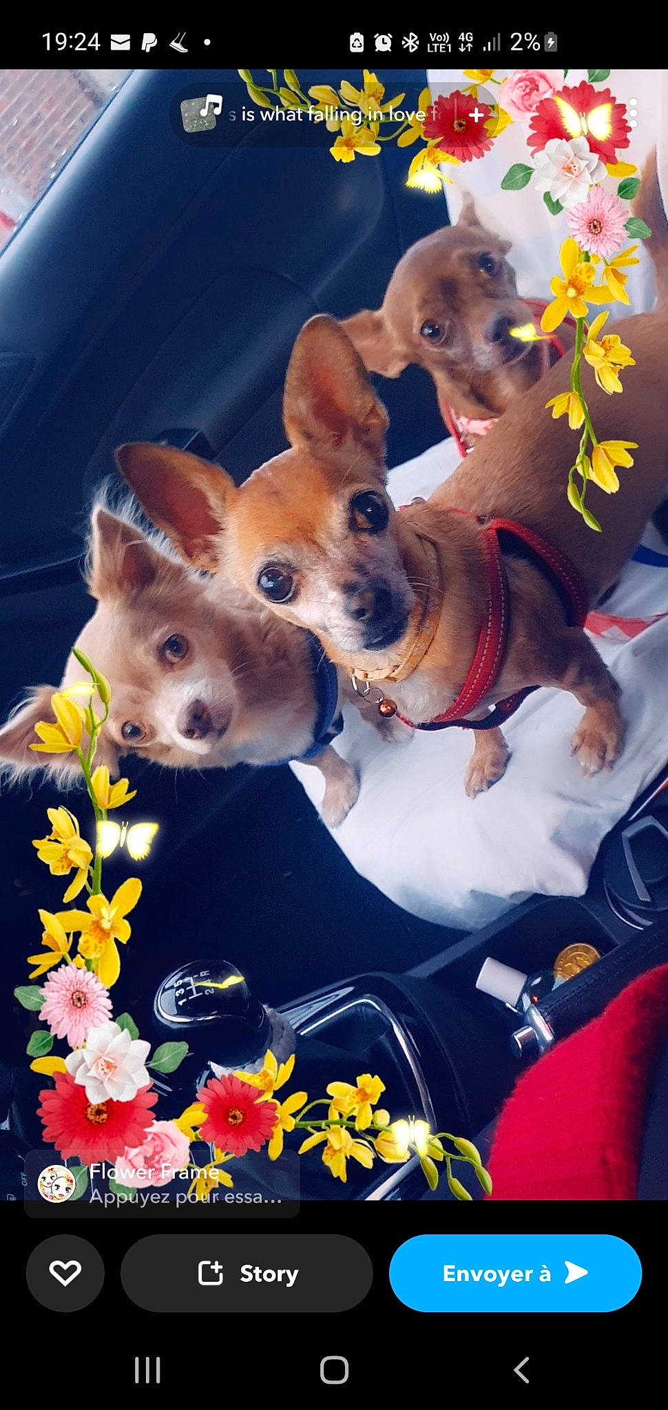 Isis a rejoint le concours — aidez-le/la à gagner de superbes lots ! canidae, carnivore, chihuahua, companion_dog, dog, dog_breed, dog_clothes, dog_supply, fawn, flower, plush, selfie, snout, sporting_group, stuffed_toy, toy, toy_dog, vertebrate, whiskers, working_animal