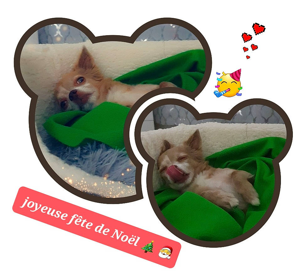 Némo participe au concours pour gagner de l'argent avec cette photo : canidae, carnivore, cat_supply, circle, companion_dog, dog, dog_breed, dog_supply, fashion_accessory, fawn, grass, mammal, musical_instrument, pet_supply, sporting_group, tail, toy, toy_dog, vertebrate, working_animal