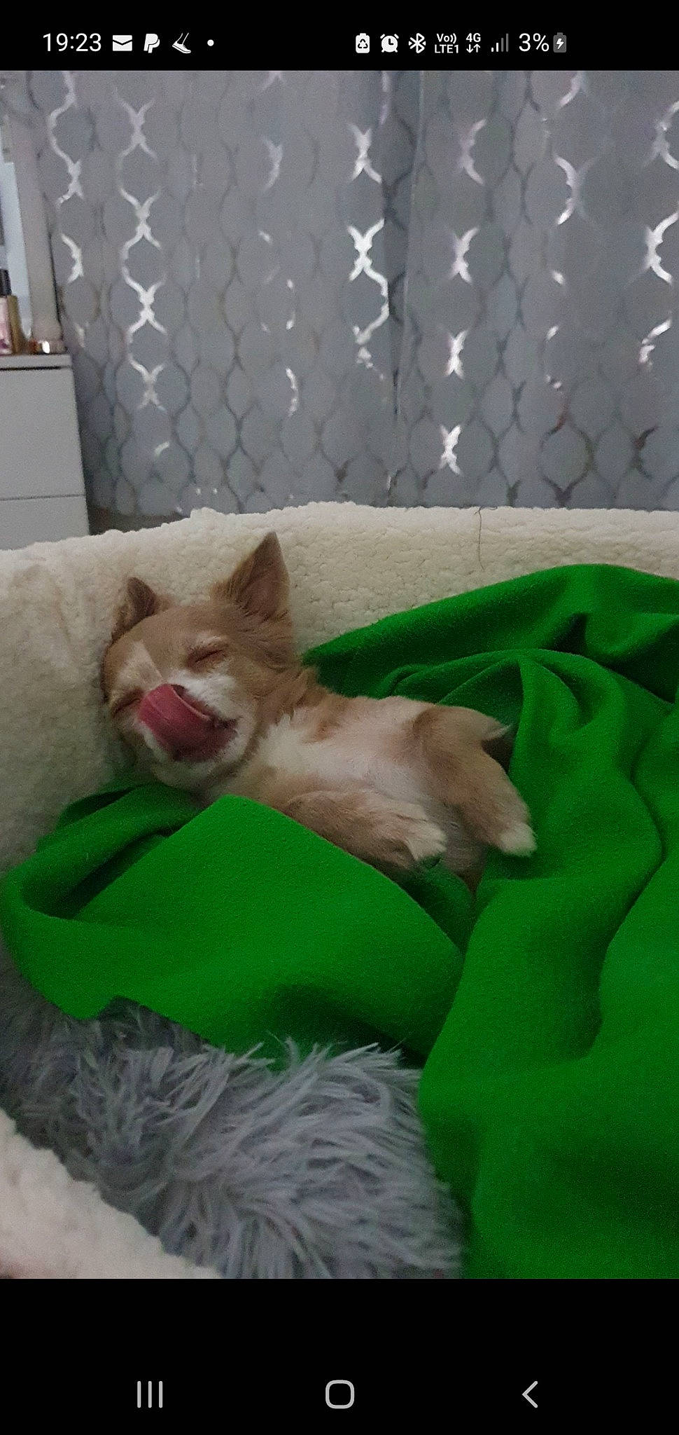 Némo participe au concours pour gagner de l'argent avec cette photo : canidae, carnivore, cat, cat_bed, comfort, companion_dog, dog_breed, domestic_short_haired_cat, fawn, felidae, fur, linens, nap, paw, room, small_to_medium_sized_cats, snout, sporting_group, tail, whiskers