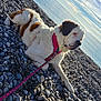 accessories, animal, beach, canine, coast, dog, hound, leash, nature, outdoors, pebble, person, pet, puppy, rock, sea, shoreline, sky, strap, water