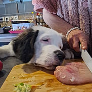 Perle-Dream a rejoint le concours — aidez-le/la à gagner de superbes lots ! adult, animal, blade, canine, choppingboard, diningtable, dog, female, food, furniture, knife, person, pet, plywood, sink, sinkfaucet, table, weapon, woman, wood