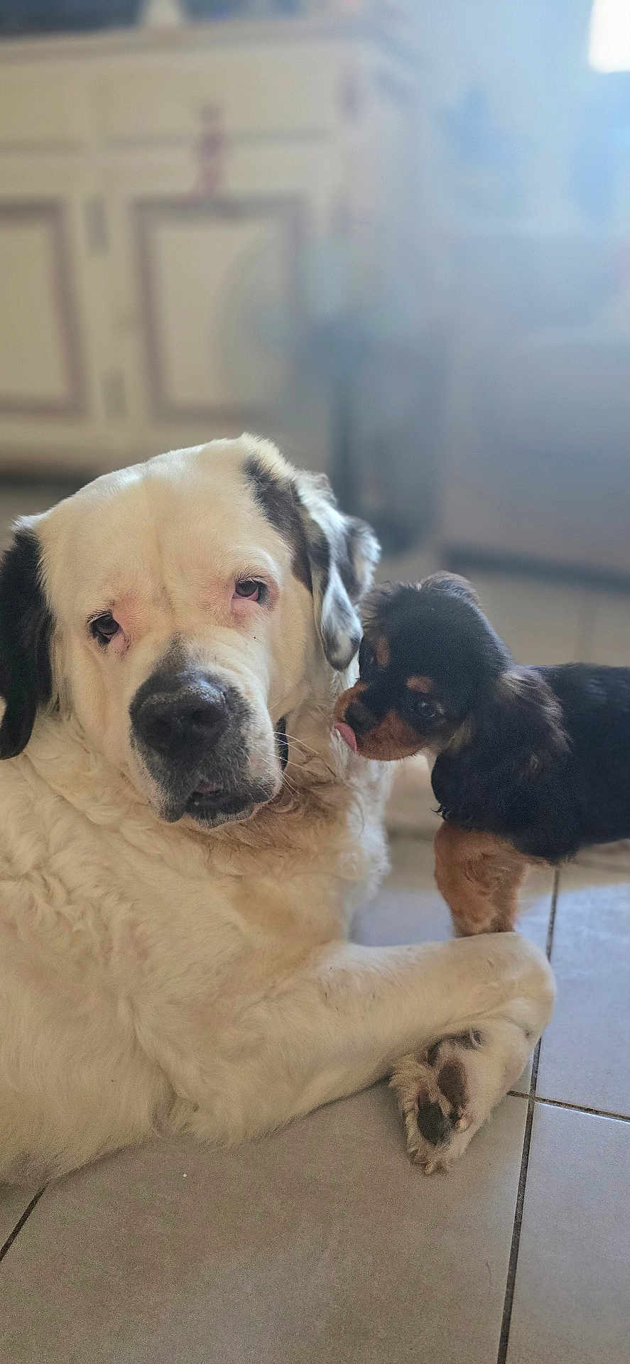 Perle Et Hana participe au concours pour gagner de l'argent avec cette photo : dog, large_dog, small_dog, indoor, tile_floor, pet, animal, white_dog, black_dog, brown_dog, companionship, cute, playful, floor, close_up, two_dogs, friendship, affection, canine, domestic_animal