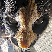 Lucy is registered to the contest to win money with this photo: cat, calico, close_up, fur, whiskers, eyes, animal, pet, face, texture, sunlight, indoor, portrait, mammal, cute, feline, nose, closeup, detail, whisker