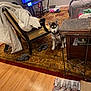 husky, puppy, dog, living_room, rug, chair, blanket, slippers, television, table, wood_floor, basket, books, bed, toy, wall, electrical_outlet, collar, pet, indoor
