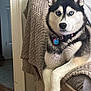 Lux is registered to the contest to win money with this photo: husky, dog, blue_eyes, pet, indoor, furniture, blanket, cozy, portrait, canine, animal, fur, collar, relaxed, laying, house, home, cute, domestic, companion