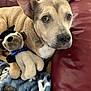 dog, plush_toy, couch, blanket, indoor, pet, fur, ears, brown, stuffed_animal, fabric, comfort, relaxation, close_up, face, canine, home, cute, animal, cozy